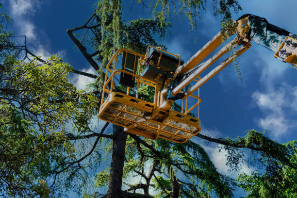 Best Residential Tree Removal  in Nassau Bay, TX